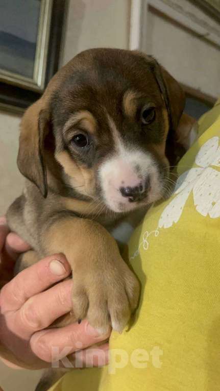 Собаки в Москве: Нежная Булочка ищет дом Девочка, Бесплатно - фото 4