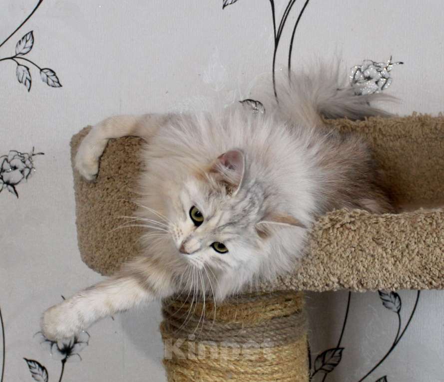 Кошки в Тюмени: Сибирский котёнок Девочка, 15 000 руб. - фото 5