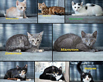Кошки в Новохоперске: Котики из приюта, Бесплатно - фото 1