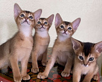 Кошки в Волгограде: Абиссинские котята  Девочка, 25 000 руб. - фото 6
