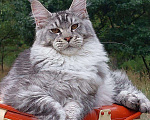 Кошки в Тихорецке: Котята мейн-кун Девочка, 60 000 руб. - фото 2