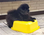 Собаки в Уфе: Щенок померанского шпица  Мальчик, 40 000 руб. - фото 1