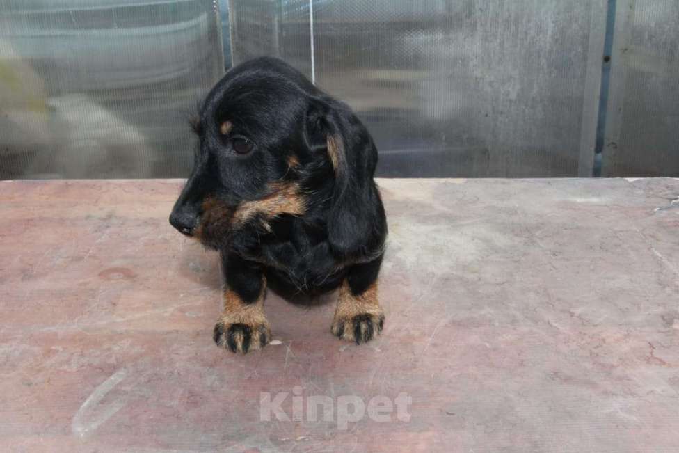 Собаки в Москве: Жесткошерстная такса Мальчик, 20 000 руб. - фото 2