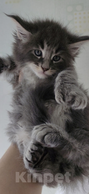 Кошки в Санкт-Петербурге: Котенок мейн кун Мальчик, Бесплатно - фото 2