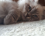 Кошки в Санкт-Петербурге: Невский маскарадный кот Мальчик, 35 000 руб. - фото 5