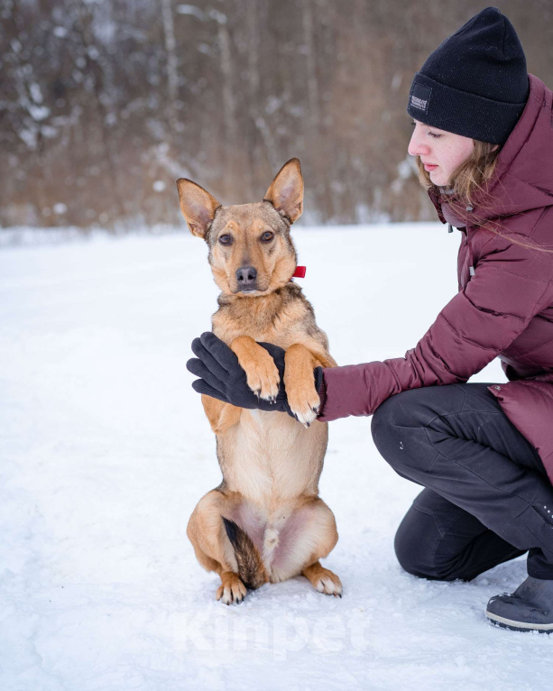 Собаки в Москве: Ушастик в поисках семьи Мальчик, Бесплатно - фото 1