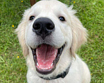 Собаки в Ставрополе: Высокопородные щенки золотистого ретривера от выставочных родителей Мальчик, Бесплатно - фото 4