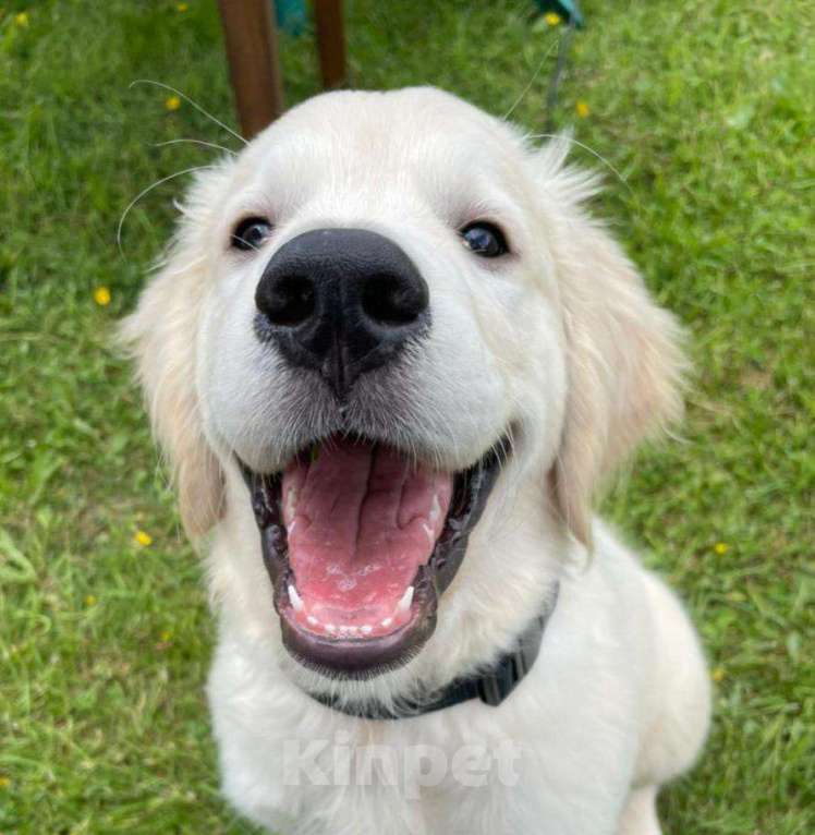 Собаки в Ставрополе: Высокопородные щенки золотистого ретривера от выставочных родителей Мальчик, Бесплатно - фото 4