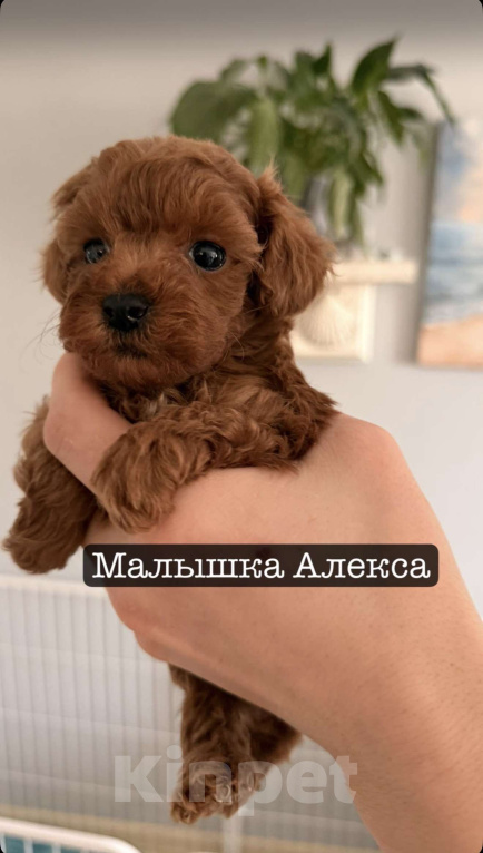 Собаки в Егорьевске: Щенки пуделя ред браун миниатюра Девочка, 60 000 руб. - фото 7