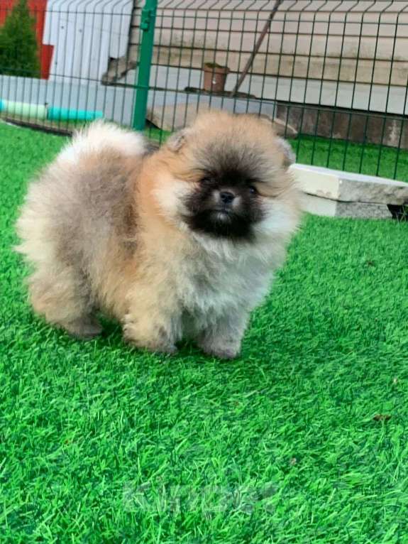 Собаки в Лобне: Малышка Девочка, Бесплатно - фото 8