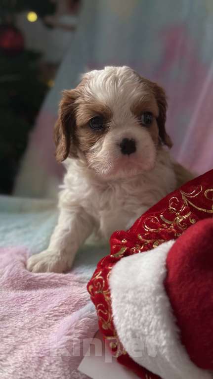 Собаки в Москве: Кавалер Кинг Чарльз спаниель девочка Мальчик, 60 000 руб. - фото 5