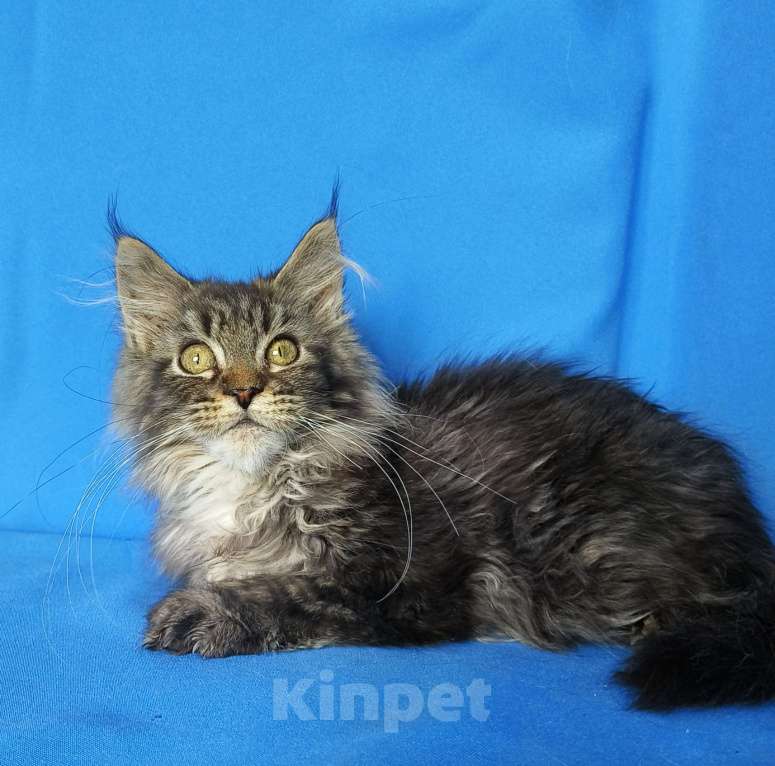 Кошки в Москве: Котёнок Мейн-кун Девочка Девочка, 45 000 руб. - фото 6