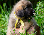 Собаки в Гатчине: ЛЕОНБЕРГЕР, породные щенки от родителей отличных кровей Мальчик, 150 000 руб. - фото 3