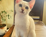 Кошки в Балашихе: Филофея Thai Legend Девочка, 75 000 руб. - фото 3