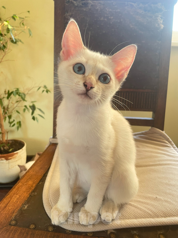 Кошки в Балашихе: Филофея Thai Legend Девочка, 75 000 руб. - фото 3