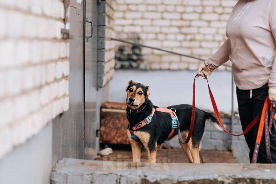 Собаки в Москве: Молли ищет дом и человека, с которым будет делить каждое счастливое мгновение! Девочка, Бесплатно - фото 5