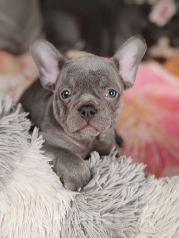 Собаки в Санкт-Петербурге: Шикарная лиловая девочка Девочка, 70 000 руб. - фото 5