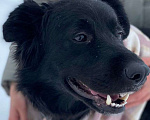 Собаки в Уфе: Белла ищет дом ❤️ Девочка, 1 руб. - фото 2