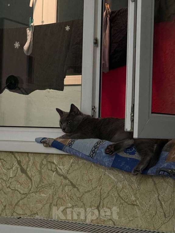 Кошки в Ростове-на-Дону: отдаю кошечку в добрые руки бесплатно  Девочка, Бесплатно - фото 3