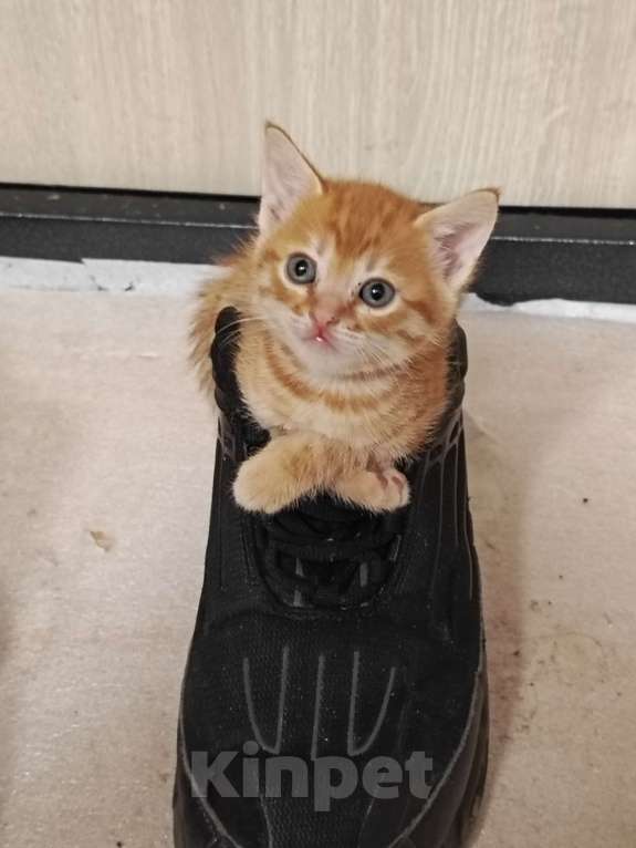 Кошки в Новосибирске: Кошечки и котики Мальчик, Бесплатно - фото 7