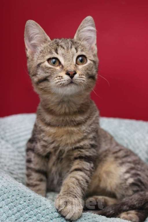 Кошки в Москве: Ласковый котенок Матроскин в добрые руки Мальчик, Бесплатно - фото 5