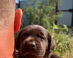 Собаки в Самаре: Шоколадный щенок лабрадора Мальчик, 45 000 руб. - фото 2