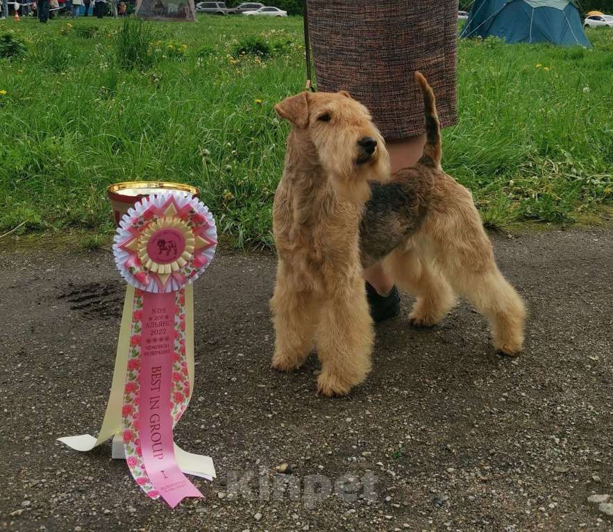 Собаки в Москве: Подрощенный щенок Лейкленд терьера Мальчик, 70 000 руб. - фото 3