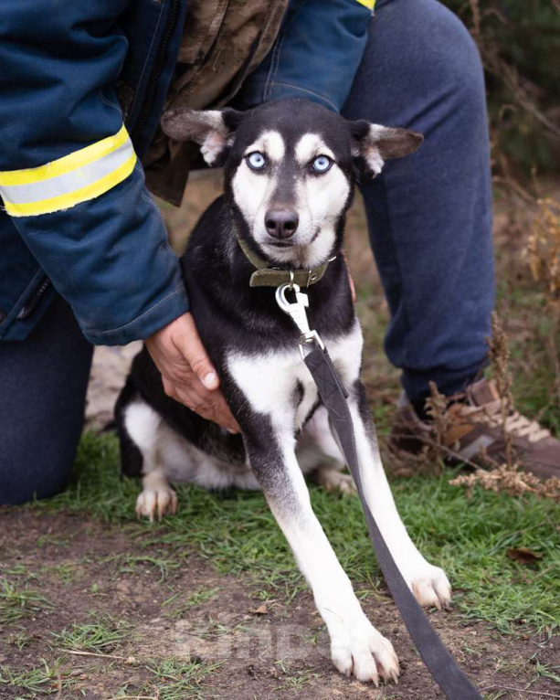 Собаки в Москве: Аляска, 1.5 года Девочка, Бесплатно - фото 8