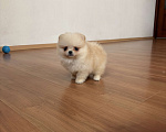 Собаки в Москве: Миниатюрная девочка померанского шпица, Эльза  Девочка, 55 000 руб. - фото 4