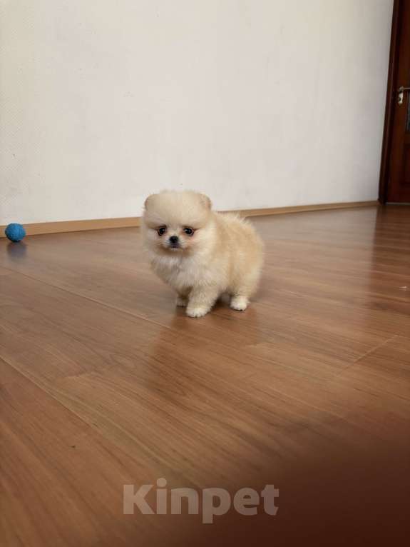 Собаки в Москве: Миниатюрная девочка померанского шпица, Эльза  Девочка, 55 000 руб. - фото 4