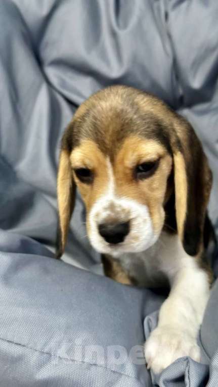 Собаки в Ростове-на-Дону: БИГЛЬ, щенок Мальчик, 24 000 руб. - фото 4