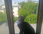 Кошки в Екатеринбурге: отдам кота!! Мальчик, Бесплатно - фото 1