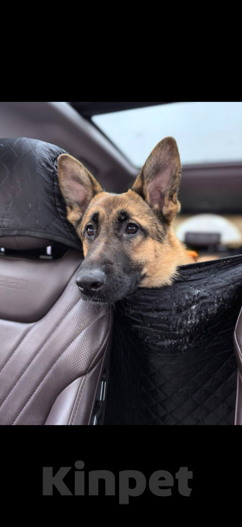 Собаки в Москве: Микки ищет дом Мальчик, Бесплатно - фото 2