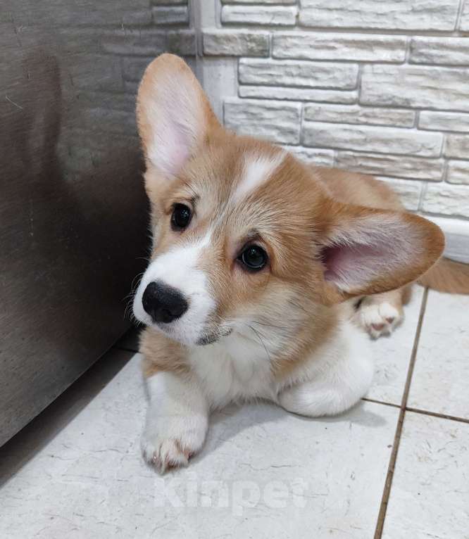 Собаки в Воронеже: Девочка 2,5 мес Девочка, Бесплатно - фото 1