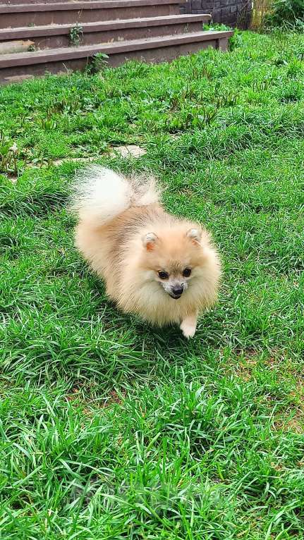 Собаки в Москве: Реально мини малышка Девочка, 30 000 руб. - фото 4