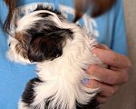 Собаки в Зеленограде: Бивер терьер Мальчик, 65 000 руб. - фото 2