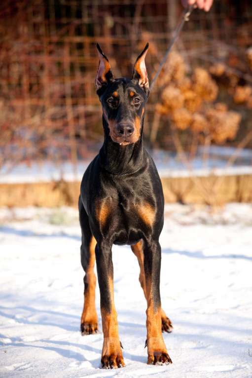 Собаки в Москве: Щенок доберман Девочка, 70 000 руб. - фото 7