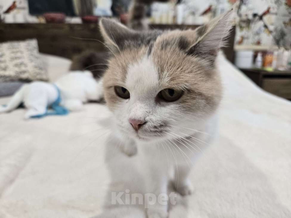 Кошки в Семикаракорске: Красавица кошка  Девочка, Бесплатно - фото 1