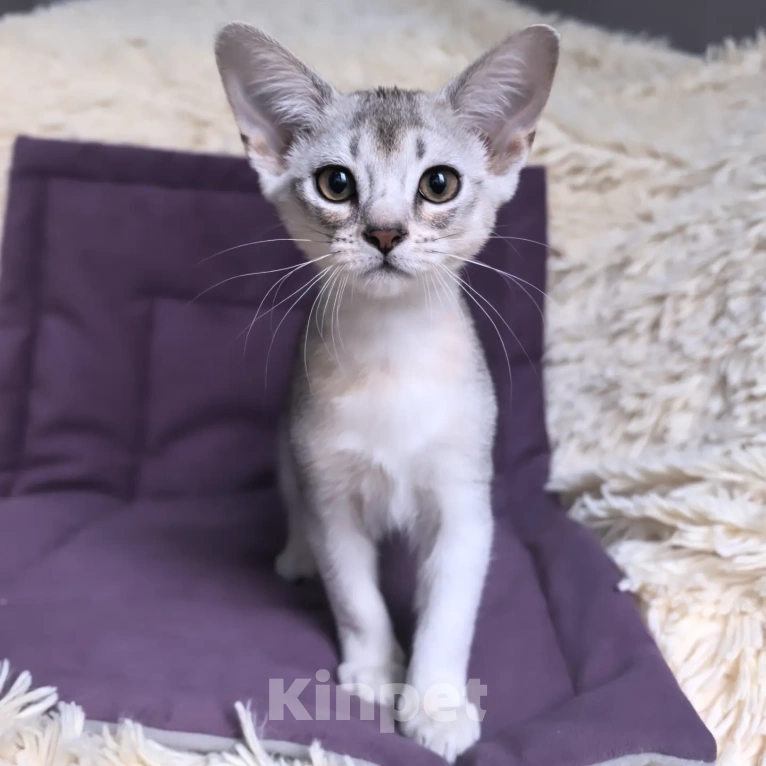 Кошки в Москве: Абиссинский котенок 3 месяца Девочка, 70 000 руб. - фото 4