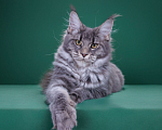 Кошки в Красногорске: Котенок крупный Девочка, Бесплатно - фото 6