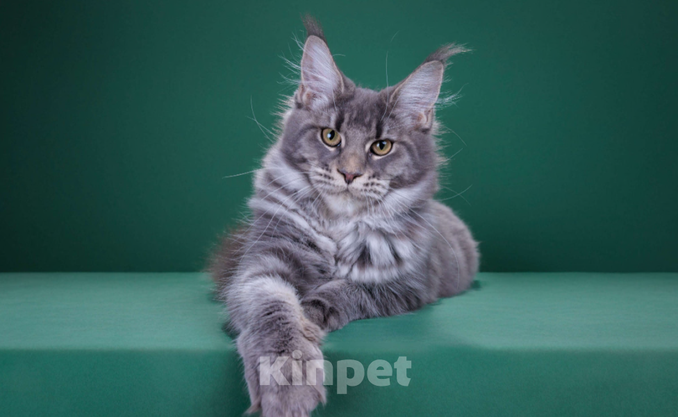 Кошки в Красногорске: Котенок крупный Девочка, Бесплатно - фото 6