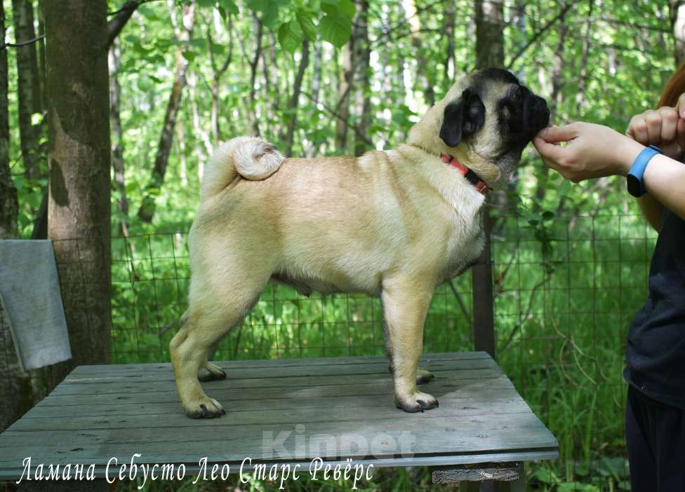 Собаки в Москве: Брутальный пирожок Мальчик, 100 000 руб. - фото 8