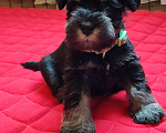 Собаки в Москве: Щенки цвергшнауца окраса черный с серебром. Разнополые, Бесплатно - фото 5