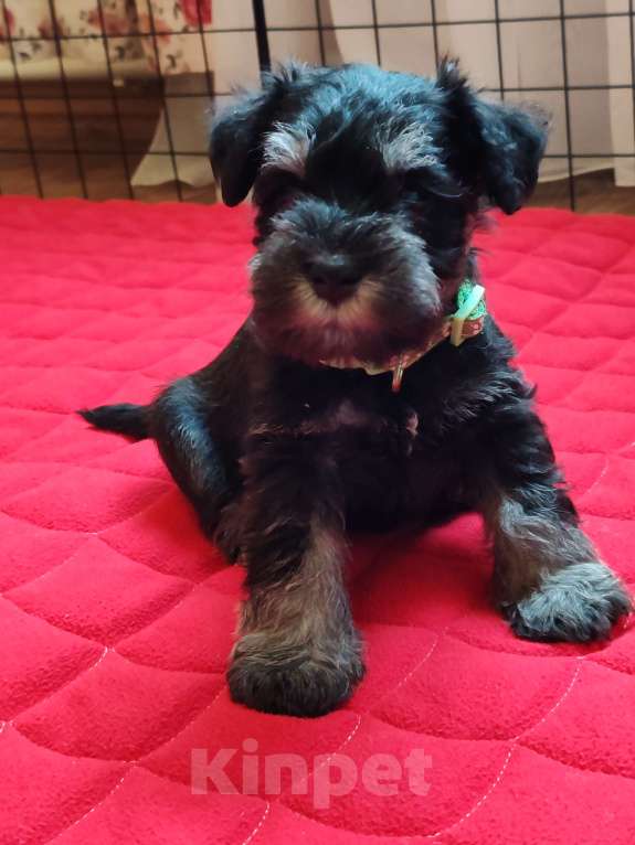 Собаки в Москве: Щенки цвергшнауца окраса черный с серебром. Разнополые, Бесплатно - фото 5