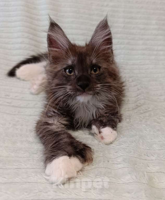 Кошки в Москве: Мальчик полидакт черный дым с белым Мальчик, 80 000 руб. - фото 2