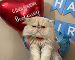 Кошки в Санкт-Петербурге: Вязка персидского котика Мальчик, 5 000 руб. - фото 1