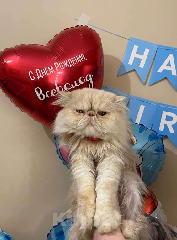 Кошки в Санкт-Петербурге: Вязка персидского котика Мальчик, 5 000 руб. - фото 1