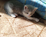 Кошки в Казани: Отдам котят от домашней кошки  Девочка, Бесплатно - фото 2