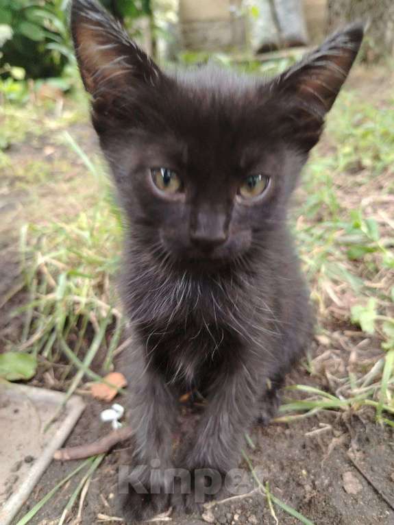 Кошки в Саратове: Котята в добрые руки Мальчик, Бесплатно - фото 1