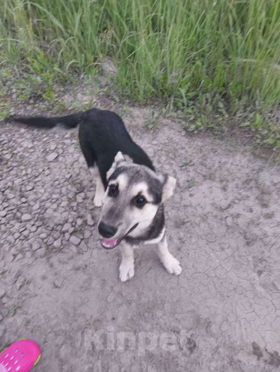 Собаки в других городах Московской области: Девочка, чистая  Девочка, Бесплатно - фото 2